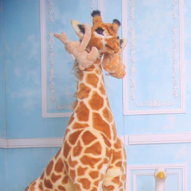 むぎのインスタグラム：「#giraffe  #kawaii」
