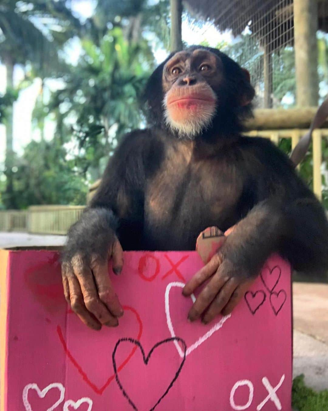 Zoological Wildlife Foundationさんのインスタグラム写真 - (Zoological Wildlife FoundationInstagram)「Chimpy getting ready for a full day of kisses tomorrow!😍💕💝 #valentinesdayweekend #kisses #chimpy」2月14日 1時44分 - zwfmiami