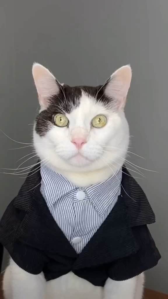 instagoodのインスタグラム：「@julie.birke “I’m not a cat” (...is exactly what a cat on Zoom would say). Tag your favorite cat person」