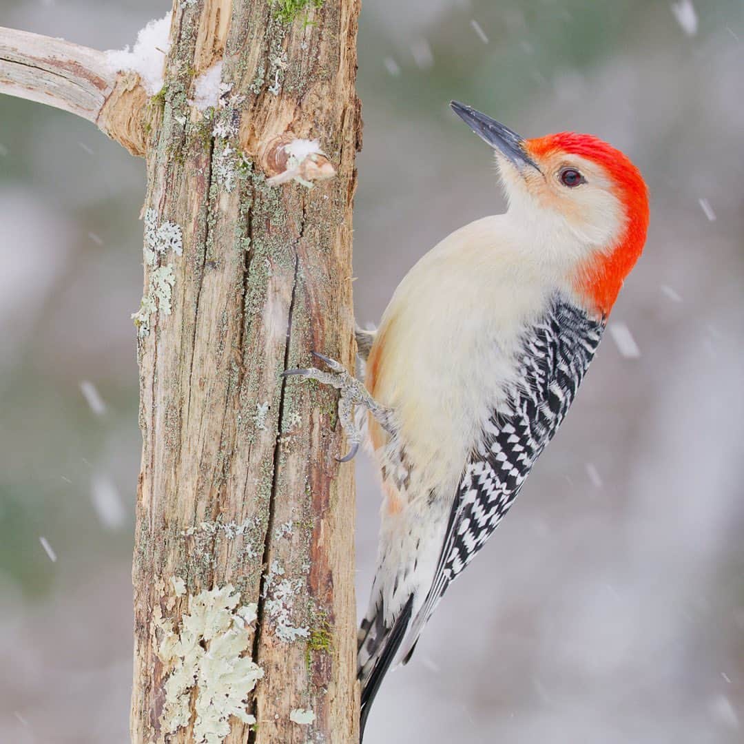 Tim Lamanのインスタグラム：「Photo by @TimLaman.  Red-bellied Woodpecker in the snow this week.  I know you are wondering “Why the heck is it called the Red-bellied Woodpecker when it has a red head?” Well, I guess when they were giving out woodpecker names, Red-headed was already taken, and this species does have a tiny bit of red on the belly if you look close.  I know, kind of weak on the naming front….. Anyone have any better suggestions?  - I’m working on telling the story of woodpeckers here in the New England woods for a film production with @coneflower_studios.  This is one of four species that live in the woods near me.  Stay tuned to see them all!  Still from RED Helium 8K.  #shotonRED @RedDigitalCinema. - #woodpecker #birds #birdphotography #nature #snow #NewEngland #Massachusetts」