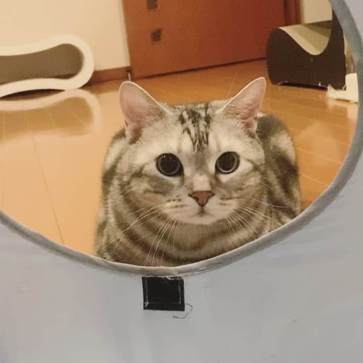 のインスタグラム：「Good morning! Bonjour!﻿ Right! Left! I’m watching the toy 👀 * おはようございますにゃん！ 右！左！　おもちゃを見て真っ黒おめめにゃよ👀 * #catstagram #cat_features  #topcatphoto #cutepetclub #catsofinstagram #cats_of_world #meowsandwoofs #meowvswoof﻿ #excellent_cats #catstocker  #bestmeow #INSTACAT_MEOWS #peco #animalsco #mofmo #みんねこ #ふわもこ部 #ねこのきもち #アメショー #アメリカンショートヘア #猫 #猫好きさんと繋がりたい #nekoclub」