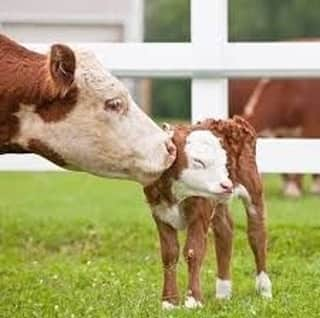 Baby Animalsのインスタグラム：「"Mommmm stop, you're embarrassing me!"」