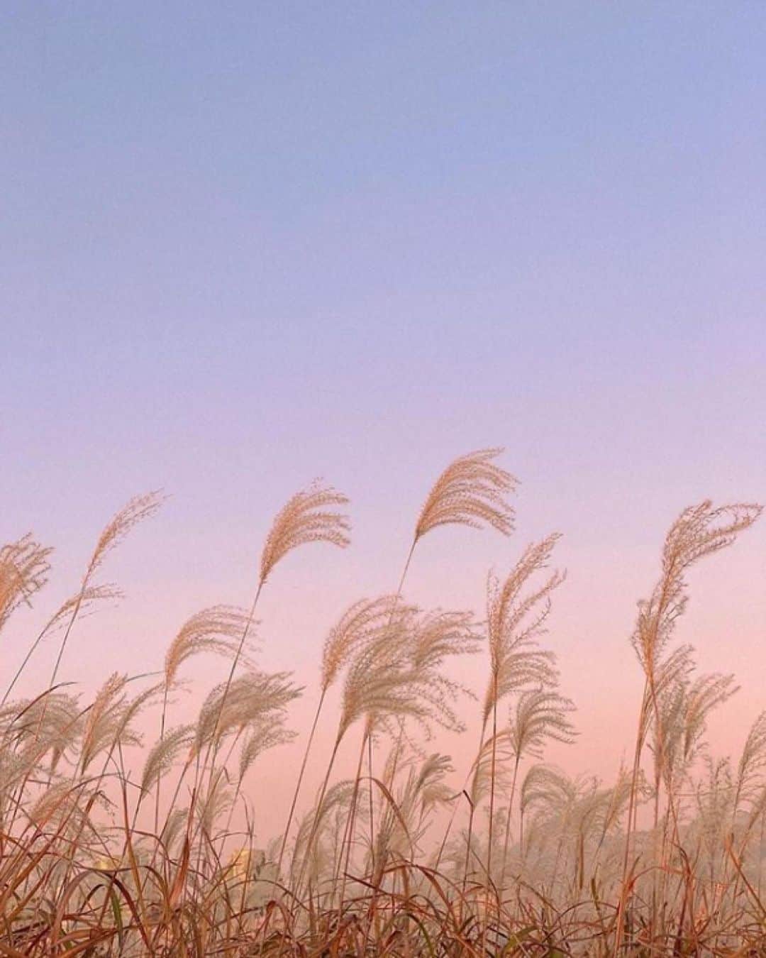 メドモアゼルのインスタグラム：「in love with this color palette 🌅   #inspiration #mesdemoisellesparis」