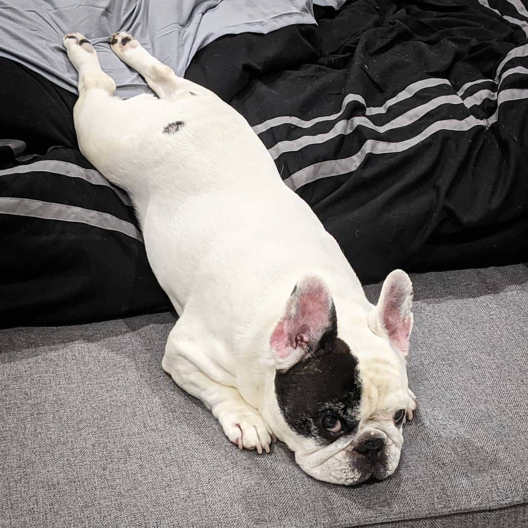 Manny The Frenchieのインスタグラム：「Does this count as getting outta bed?! 😉」