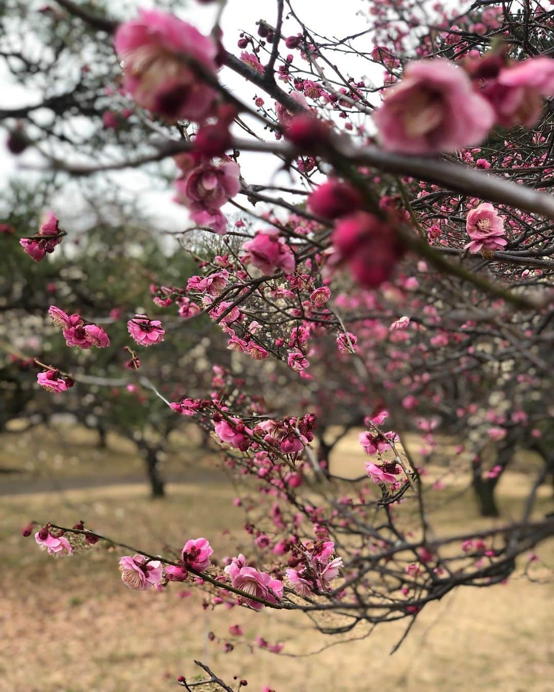 鳳真由さんのインスタグラム写真 - (鳳真由Instagram)「今日は色々ありましたね‥  家族にも等しい大切な花組の皆様の退団発表だったり  ポーの一族の素晴らしすぎるアングルの配信だったり  夜には久々の大きな地震もありました。  本当に、何があるか分からないです。 1秒1秒無駄にせず、後悔せず過ごしたいですね！  なによりも退団者の皆様が無事にその日を迎えられますように🙏✨  そして、震源地に近い皆様 まだまだ不安が続いていると思います。（大学の友人は試験前なのに停電になったと言ってました💦） 備えを万全に、少しでも心身休めてくださいね。  私は明日大事な試験があるので、この時間まで詰め込み‥ 肩が痛くなってきたので もう寝ます笑  現役の大学生だとこんなことないんだろうなー笑笑  ああ心配😱😱  #目指せ1日1投稿2021 #花組  写真は昨年の今日撮っていた梅の花。きれい！ 今年ももう咲いてるのかな」2月14日 3時02分 - ootorispecialpanic