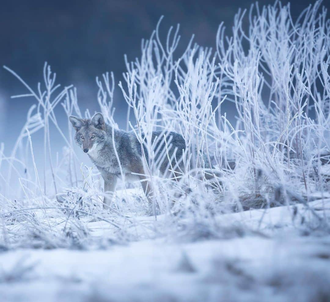 Chase Dekker Wild-Life Imagesのインスタグラム：「Even California wasn’t left out of the winter blast that has hammered most of the North American continent. The Sierra Nevadas have a nice new layer of snow making for some rarely seen “California wildlife in the snow” scenes. This coyote seemed to have an easy time catching meals as it grabbed 4 rodents in just under an hour out in this open meadow.」