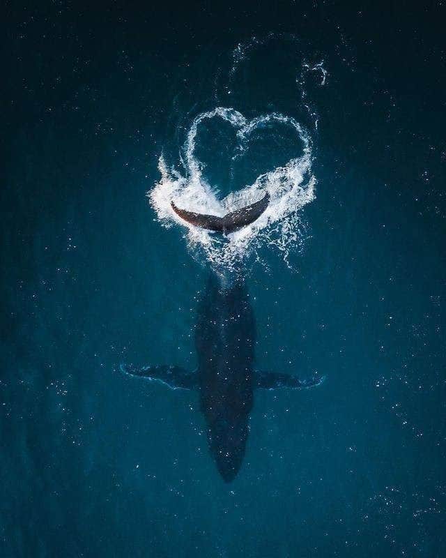 Australiaさんのインスタグラム写真 - (AustraliaInstagram)「Will you be our Valentine? 💙 Sending you a whole lotta love to celebrate #ValentinesDay via this incredible shot by @nathanprostamo. Captured in @queensland’s @destinationgoldcoast, we adore this heart-shaped reminder that there really is so much to #love about our beautiful country. From our nature and wildlife to our culture and people, today is about appreciating the things around us that make our heart sing. XOXO #seeaustralia #goldcoast #queensland #playgoldcoast #thisisqueensland #holidayherethisyear」2月14日 4時00分 - australia