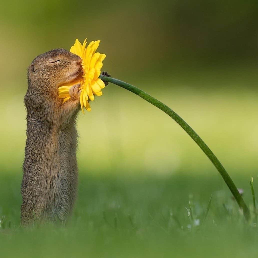animalsのインスタグラム：「Caption this photo! 🌼 Best 3 captions get pinned to the top 🙂 Photo by @dickvanduijn」