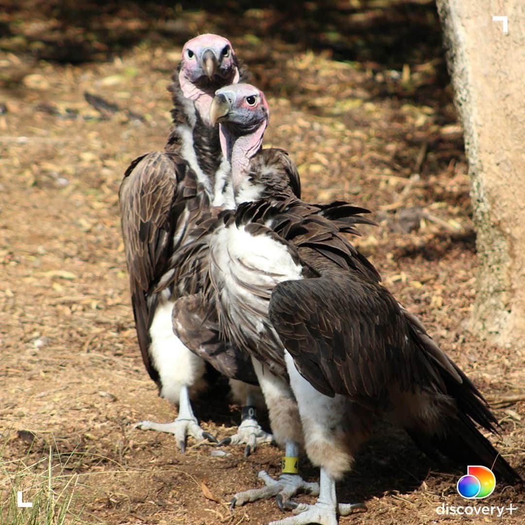 アニマルプラネットさんのインスタグラム写真 - (アニマルプラネットInstagram)「The lappet-faced vulture is the largest vulture species in Africa. Sadly, it is also an endangered species, due to human encroachment. In this season of #TheZooSD, a pair of @sandiegozoo's lappet-faced vultures produce and egg, much to the delight of the zoo's staff.  Stream The Zoo: San Diego now on @discoveryplus. . . . . #thezoo #sandiegozoo #sandiego #vulture #lappetfacedvulture #lappetvulture #birdsofprey #discoveryplus #pictureoftheday #photooftheday」2月14日 4時32分 - animalplanet