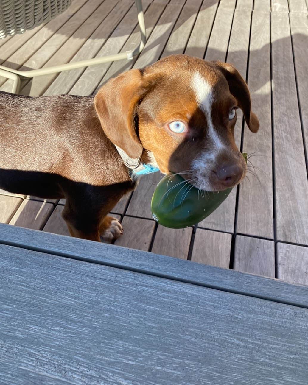 アリー・レイズマンのインスタグラム：「Gardening buddy! Can’t wait to start growing food outside 🥦🥬🥒」