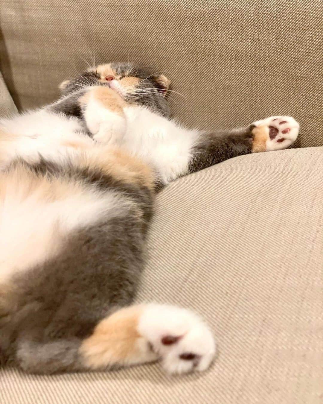 Cats of Instagramのインスタグラム：「From @pixelsmush: "It’s a skill to be this relaxed 😌" #catsofinstagram」