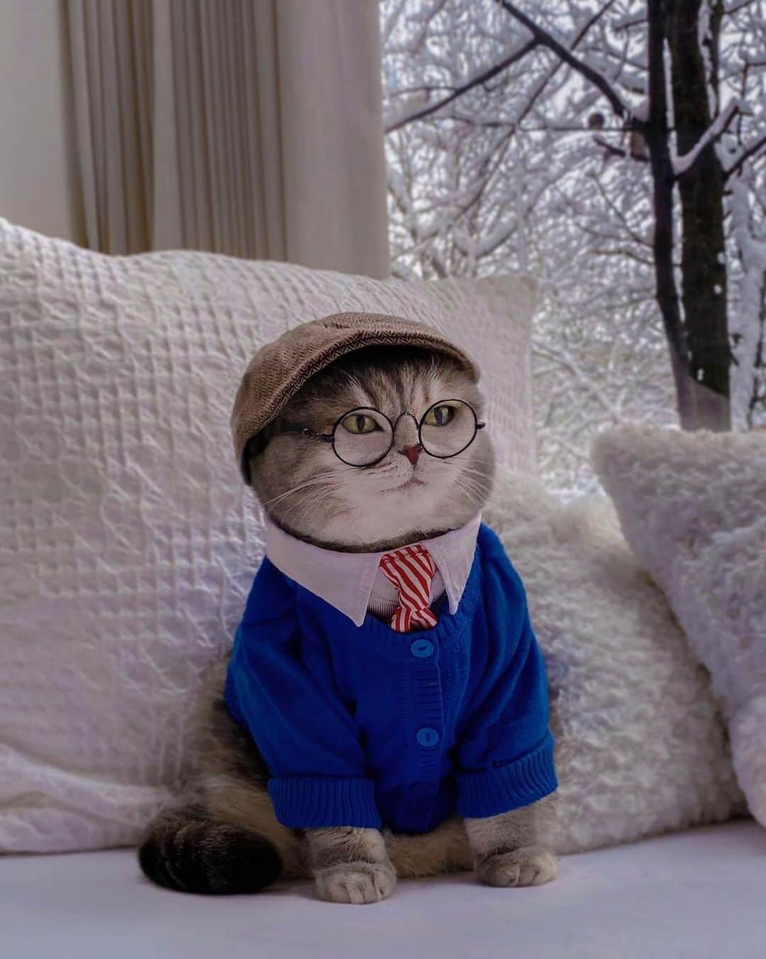 The Cats Of Instagramのインスタグラム：「#Repost • @a_street_cat_named_benson My name is Purrfessor Benson, if you have any questions just go pspspspsps and I’ll come to you.  #waitingforclasstosettledown #teachingtheworldtofish」