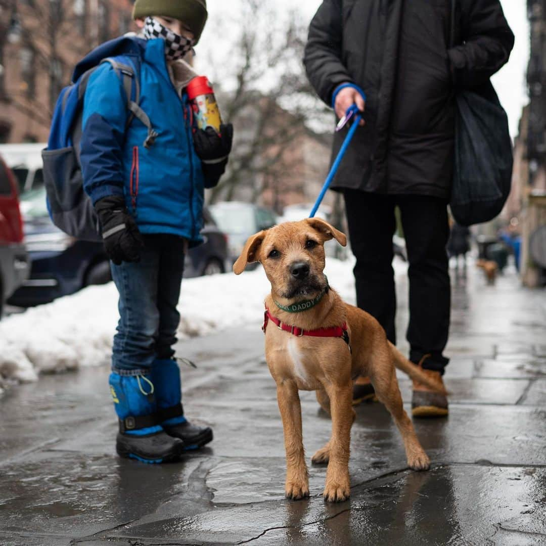 The Dogistさんのインスタグラム写真 - (The DogistInstagram)「Sugar Daddy, Terrier/Basset Hound mix (4 m/o), Clinton & Atlantic Ave., Brooklyn, NY • “We have a 14 year-old dog at home and she got a total second wind when he came around. Her name is Red. His littermates were all named after candy – Mr. Good Bar, Skittles, Twix, Smarty.” @sugardaddyandrako , a rescue via @rescuedogsrocknyc」2月14日 5時14分 - thedogist