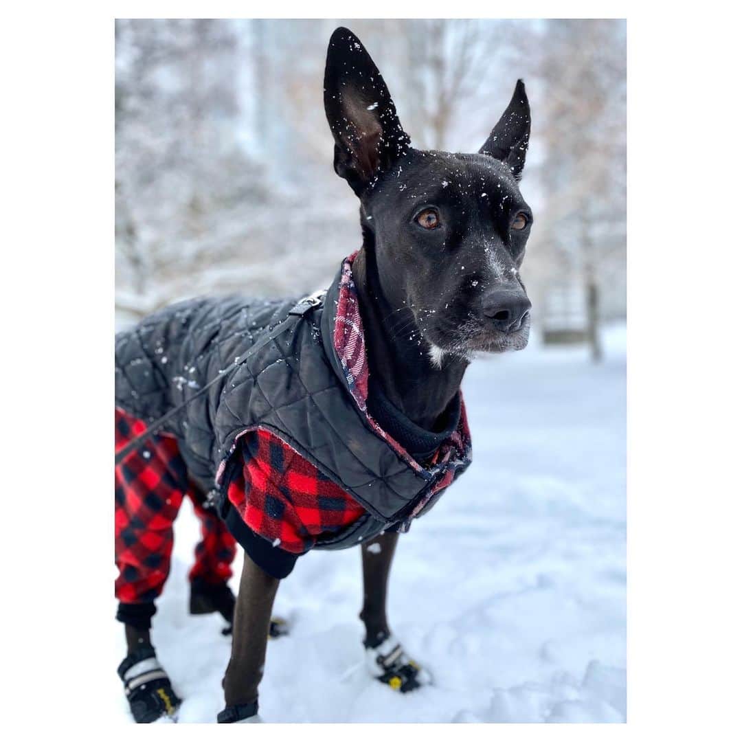 シャンテル・ヴァンサンテンのインスタグラム：「Its the simple things... like snowy walks with my girl Nova  @alleytothevalley」