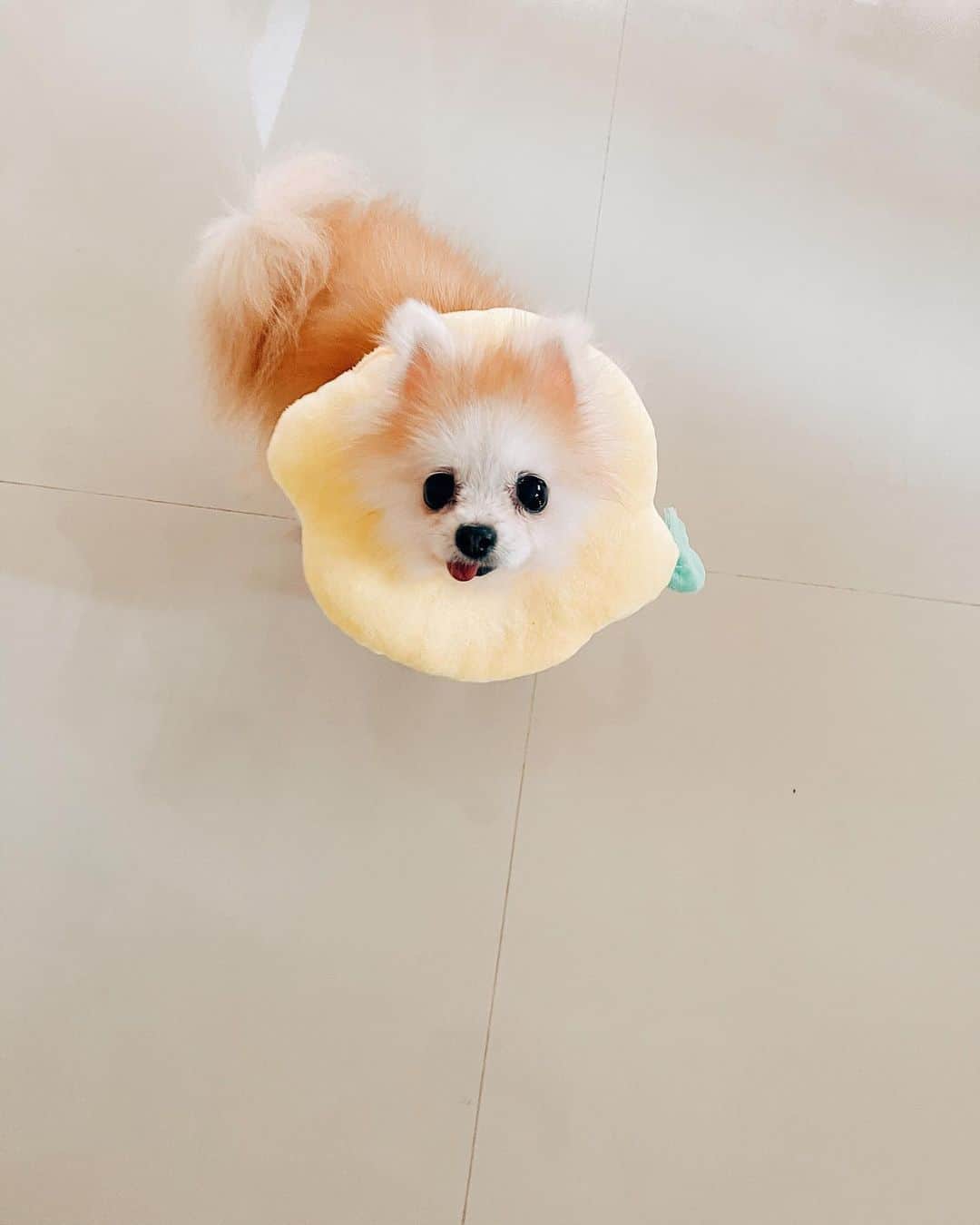 r_oseのインスタグラム：「A little body that carry the biggest heart 🐰🍋〰️ #happyvalentinesday ❤️」