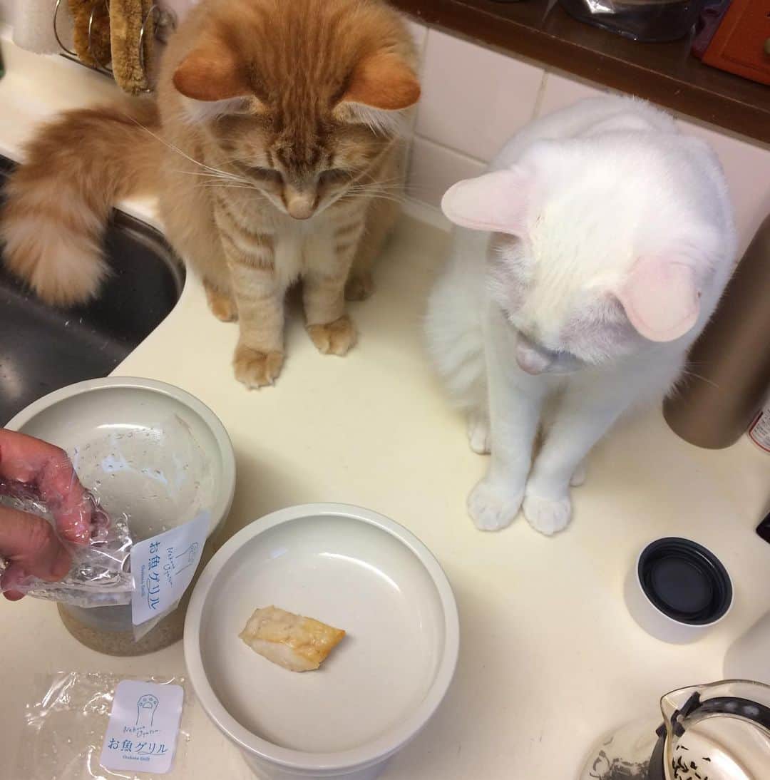 岡田屋鉄蔵のインスタグラム：「皆さま地震で怪我などなさいませんでしたか？拙宅は地震初体験の箱入り息子らがパニックになり家の中をピンポン球みたいに駆け回ったあげく電気スタンドを倒して傘に穴をあけましたが、皆無事です。」