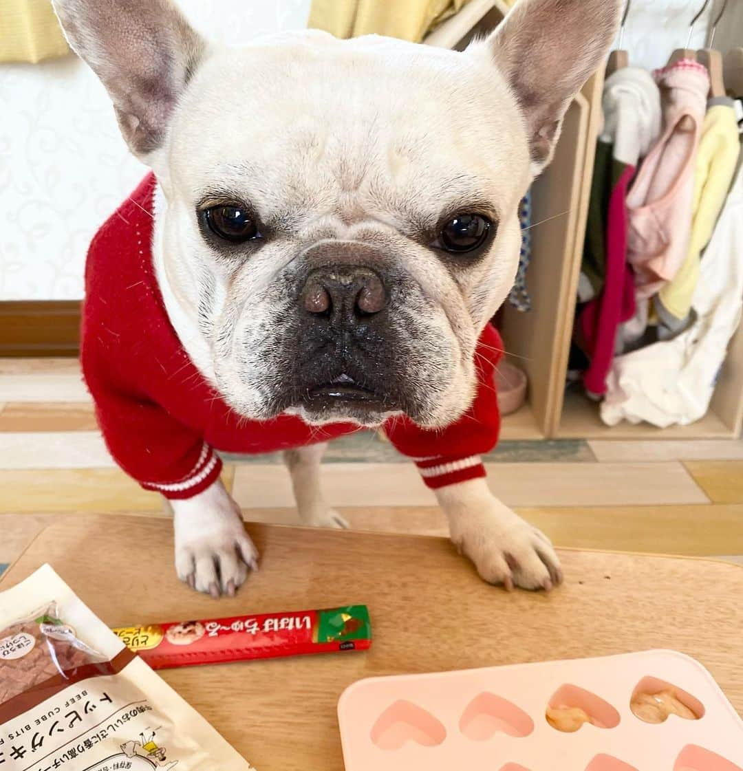 テレビ東京「どうぶつピース‼︎」さんのインスタグラム写真 - (テレビ東京「どうぶつピース‼︎」Instagram)「#valentine  #dogstagram   #バレンタイン #手作りハートのおやつ に挑戦 #抑えられない食欲 #凍らせる前になくなる  #ぴーす君 #ぴーす君の部屋 @inaba_campaign  @cattymancam  @masudakiribako」2月14日 15時34分 - doubutsupeace