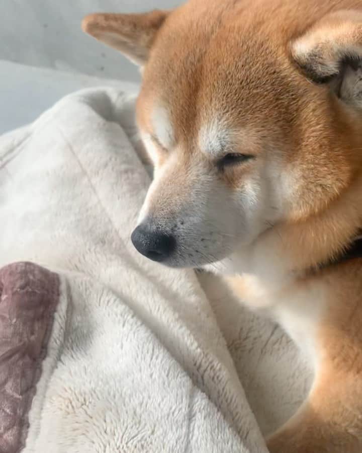 shibainu berryのインスタグラム