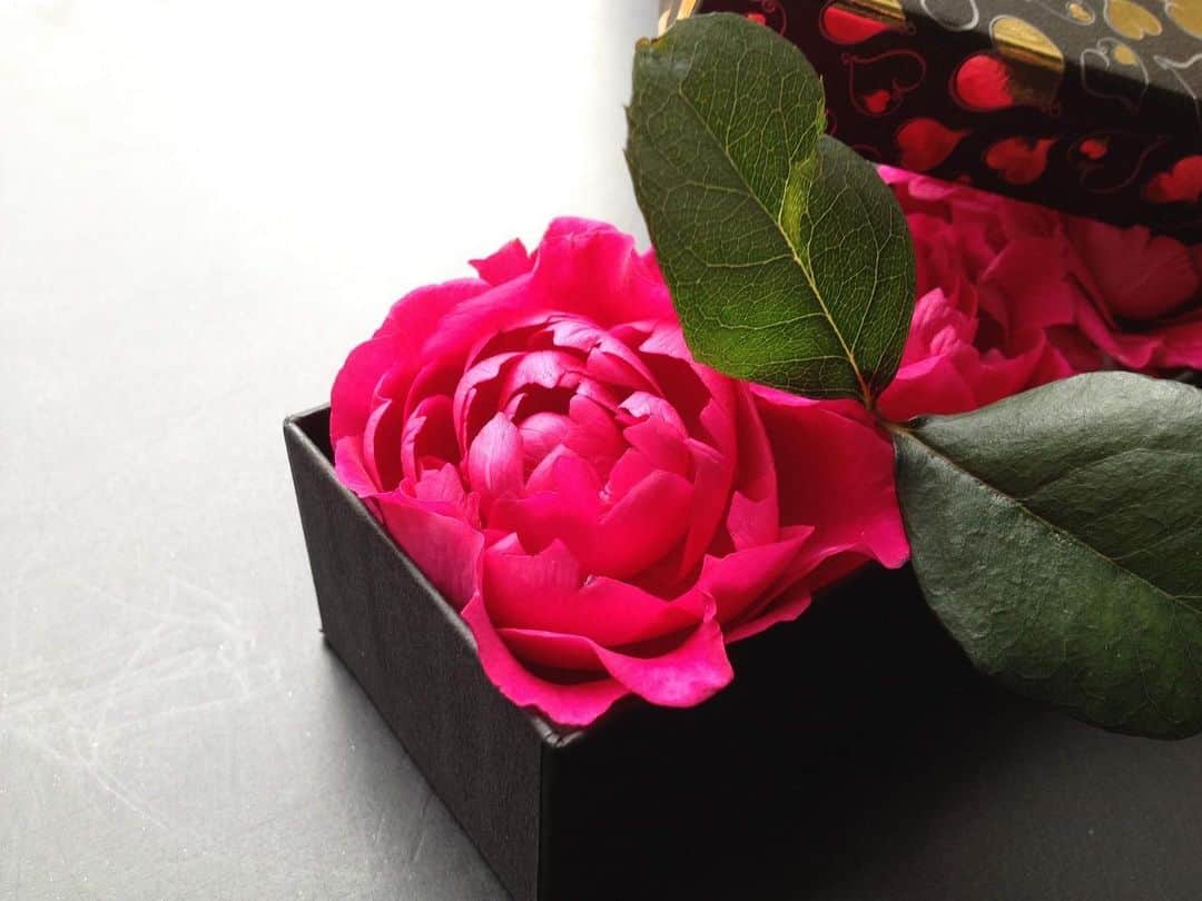 いけばな池坊さんのインスタグラム写真 - (いけばな池坊Instagram)「＊﻿ 【暮らしの花／Flower of Daily Life／生活之花】﻿ ﻿ 2月14日／14th February﻿ ﻿ ハッピーバレンタイン🌹🤎﻿ Happy Valentine's Day﻿ 情人節快樂﻿ ﻿ 花材：バラ﻿ rose﻿ 玫瑰﻿ ﻿ 皆様、地震は大丈夫でしたでしょうか？﻿ どうかお気をつけてお過ごしください。﻿ ﻿ 少しでも癒しを。﻿ ﻿もらったチョコの入れ物にいけるのも素敵ですね✨ ﻿ #花をいけようキャンペーン #花をいけよう #暮らしの花 #暮らしを楽しむ #お家時間  #お家で過ごそう #おうち時間を楽しむ #子供と一緒に #再利用 #お部屋作り #花入 #お花のある暮らし #アート #芸術 #バレンタイン #贈り物﻿ #池坊 #いけばな #いけばな池坊 #華道﻿ #ikenobo #ikebana #kyoto #japaneseculture #floweroflife #ikebanaforpraying #stayhome #valentineday﻿ #1月の花 #バラ」2月14日 15時37分 - ikenobo550