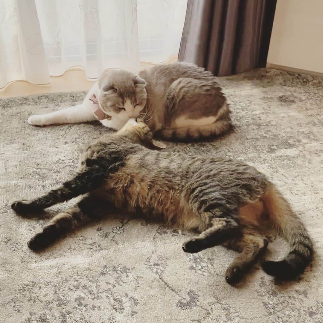 ohshima_moaのインスタグラム