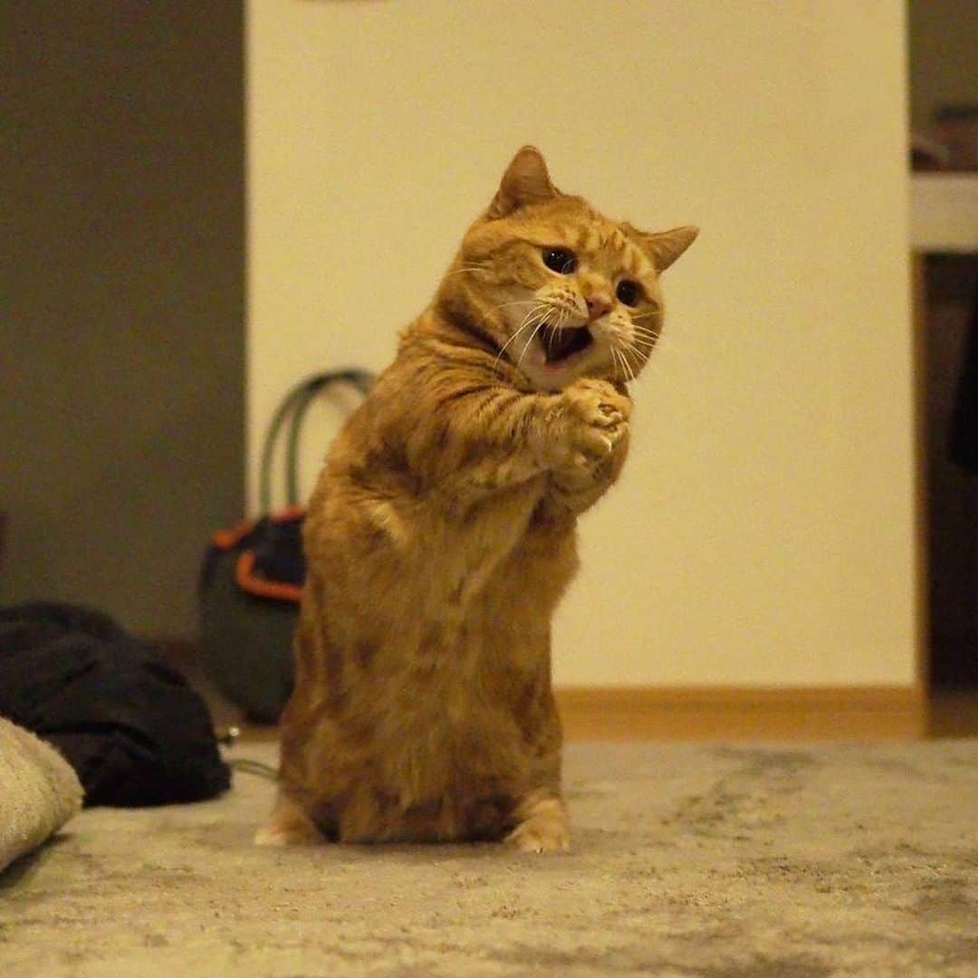 のインスタグラム：「AND IIIIIIIIIIIEIIIIIIIII WILL ALWAYS LOVE YOUUUUUUUUUUU 🎙  📷@amaccho5160  #meowed #amaccho5160 #茶太郎 #whitneyhouston #imagewithsound #munchkin #munchkincat #japan #japancat #🇯🇵 #BeMeowValentine #Valentinesday2021」