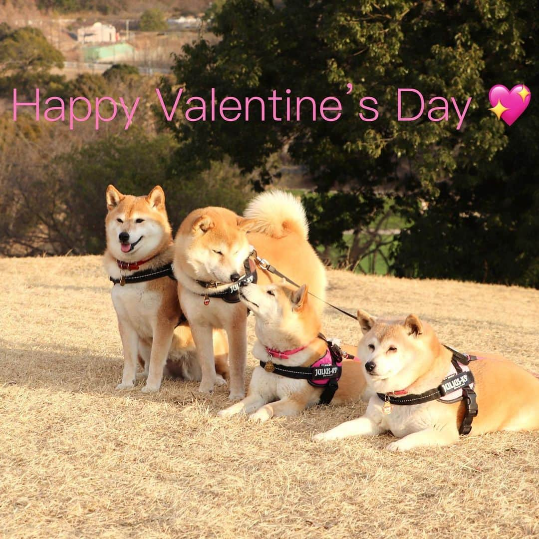 linnmamaさんのインスタグラム写真 - (linnmamaInstagram)「Happy Valentine’s Day 💖〜①ほのぼの兄妹ショット💕〜②今年はデパートのチョコ🍫は諦めて、こちらをGET😍〜GOVIVA × ローソンのコラボスイーツ❤️〜すごく美味しかったよ🥰 ＊ ＊  #柴犬#dog#柴犬凜の勇気凜々everyday#shibastagram#stayhome #valentine #バレンタイン」2月14日 16時05分 - linnmama