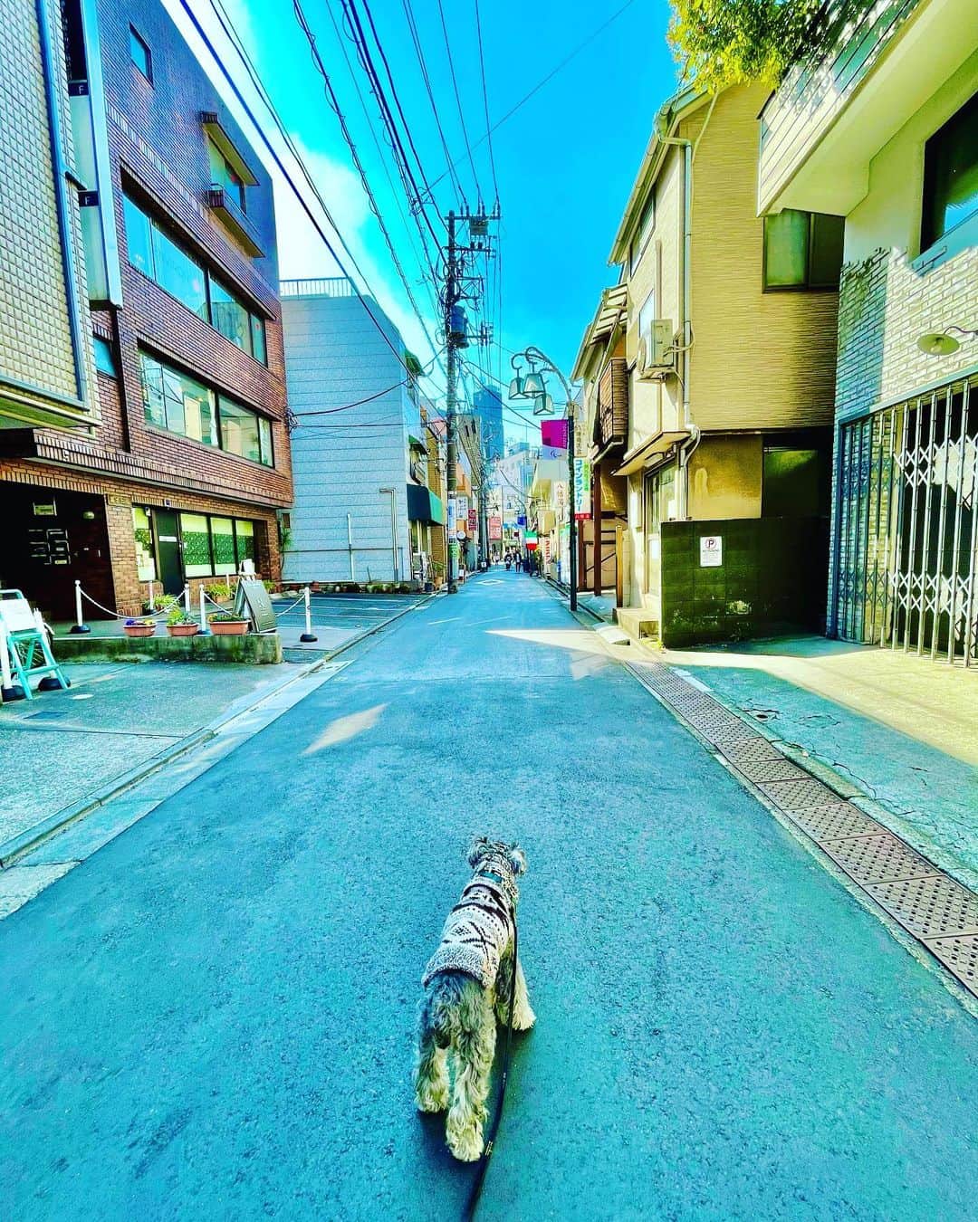 谷川じゅんじのインスタグラム：「Valentine patrol. 陽だまりそよ風チョコレート。バレンタインな週末。#mutsulannsora #goodvibesonly #goodneighbors #thisisjapan」