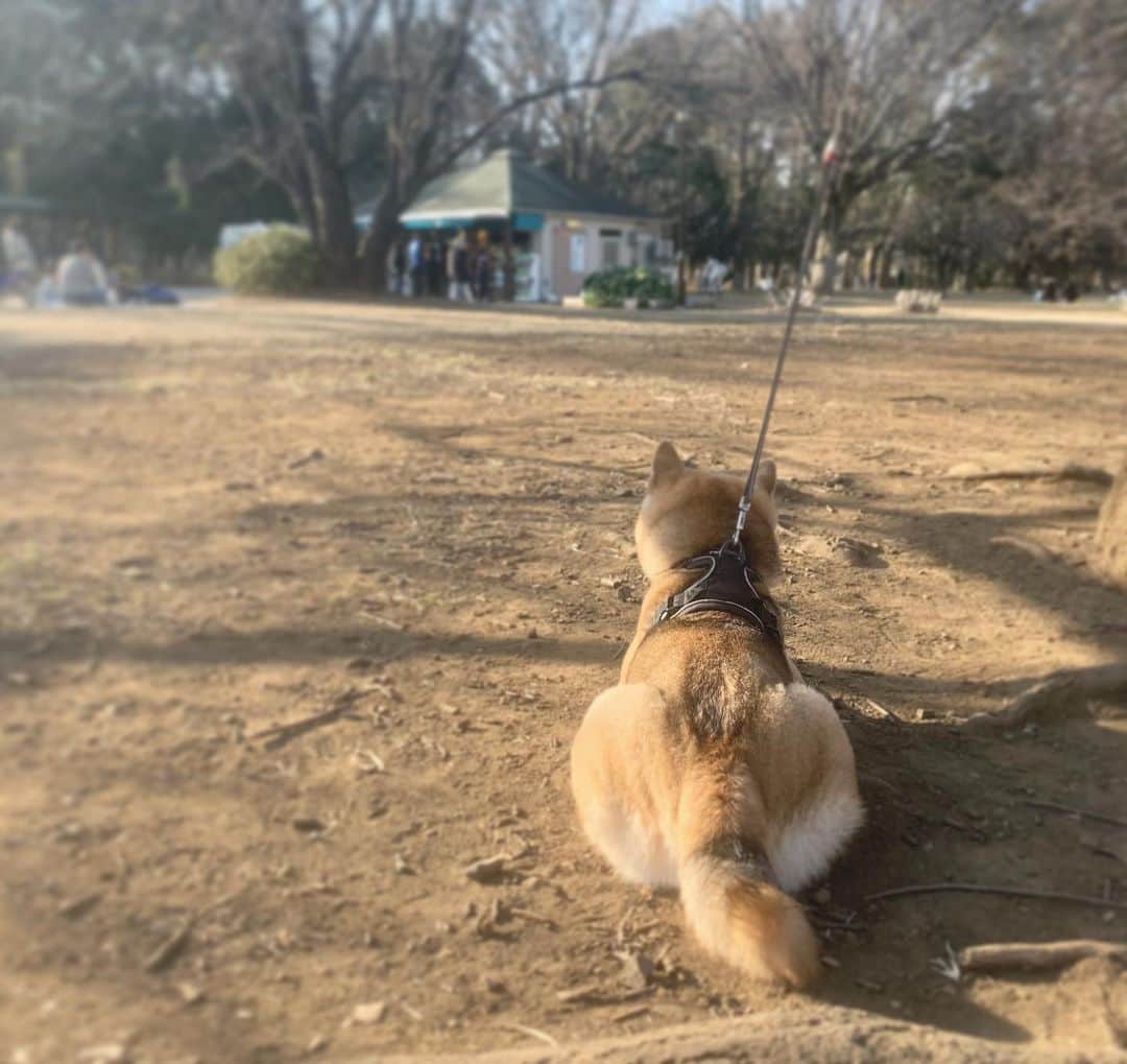 fumikaさんのインスタグラム写真 - (fumikaInstagram)「もふもふしたい🐕﻿ ﻿ ﻿ #柴犬﻿ #ほっぺたもふもふは格別﻿ #とってもおりこうさん﻿ #しっかりお姉さん﻿ #何かを訴える時は声が高め﻿ ﻿」2月14日 16時23分 - fumikasingasong