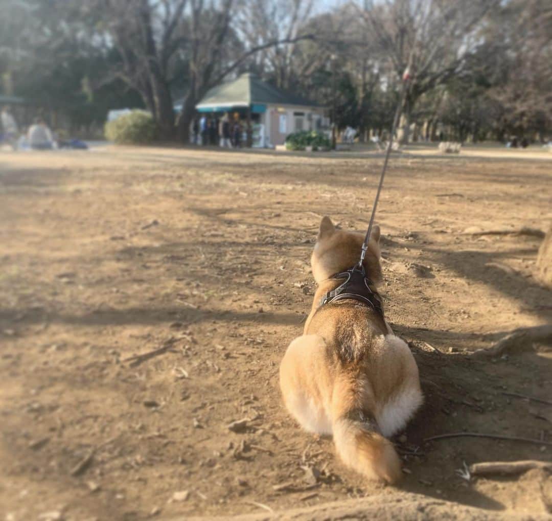 fumikaのインスタグラム：「もふもふしたい🐕﻿ ﻿ ﻿ #柴犬﻿ #ほっぺたもふもふは格別﻿ #とってもおりこうさん﻿ #しっかりお姉さん﻿ #何かを訴える時は声が高め﻿ ﻿」