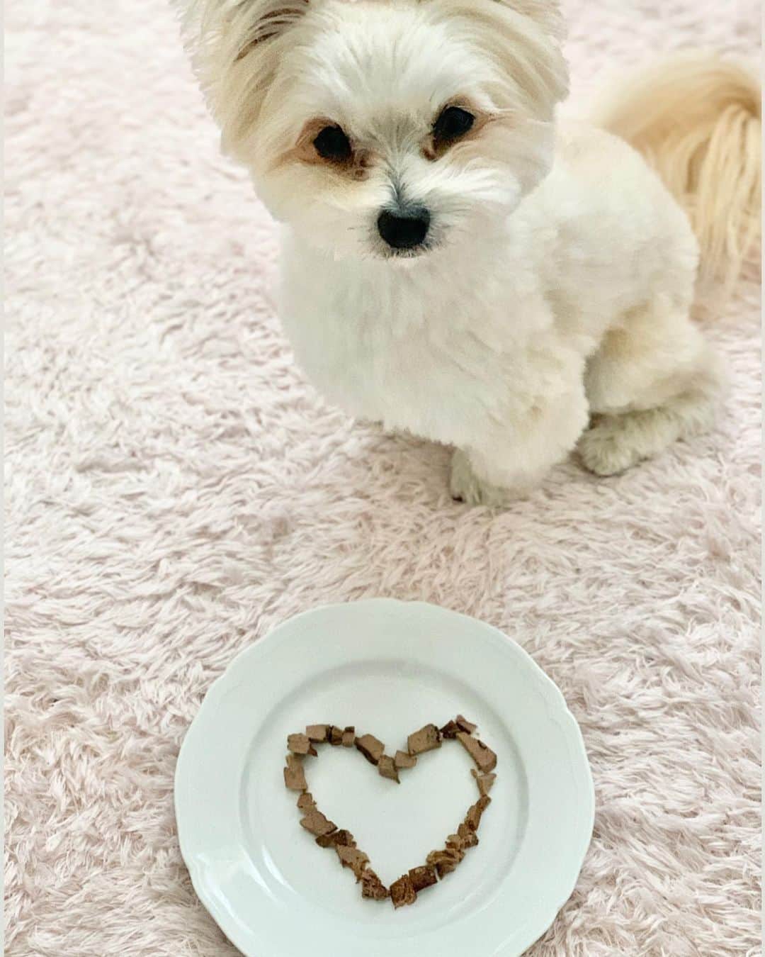 チャン・リーメイのインスタグラム：「❤️💓💕💖❤️ ✴︎ Happy Valentine ❤️❤️❤️ ✴︎ 今年のボクへの本命チョコは、 ✴︎ レバー味（というかレバーそのもの😅）❤️ ✴︎ 完食ーーー❣️ ✴︎ ※ボクの咀嚼音と一緒にお楽しみください📻 ✴︎ #バレンタインデー  #レバーチョコ #愛を込めて #nodognolife」