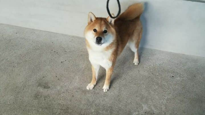 柴犬たま Shibainu Tamaのインスタグラム