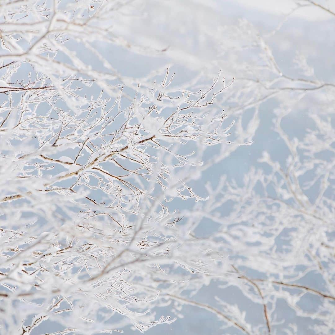 星野リゾート　トマムさんのインスタグラム写真 - (星野リゾート　トマムInstagram)「Hoshino Resorts TOMAMU  Terrace of Frost Tree  2月上旬、霧氷が発生した時の写真📷✨霧氷が朝日に照らされてキラキラ輝く美しい世界が広がりました❄️❄️❄️  #HoshinoResorts #星野リゾート #tomamu #hoshinoresortstomamu #星野リゾートトマム #トマム #risonaretomamu #リゾナーレトマム #risonare #リゾナーレ #北海道旅行 #星野集團 #Hokkaidotrip #霧氷テラス　#terraceoffrosttree」2月14日 16時23分 - hoshinoresorts_tomamu