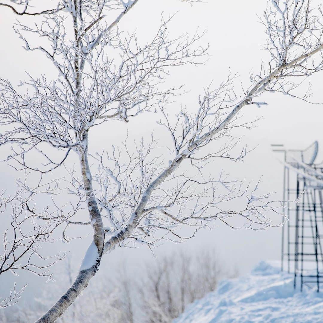 星野リゾート　トマムさんのインスタグラム写真 - (星野リゾート　トマムInstagram)「Hoshino Resorts TOMAMU  Terrace of Frost Tree  2月上旬、霧氷が発生した時の写真📷✨霧氷が朝日に照らされてキラキラ輝く美しい世界が広がりました❄️❄️❄️  #HoshinoResorts #星野リゾート #tomamu #hoshinoresortstomamu #星野リゾートトマム #トマム #risonaretomamu #リゾナーレトマム #risonare #リゾナーレ #北海道旅行 #星野集團 #Hokkaidotrip #霧氷テラス　#terraceoffrosttree」2月14日 16時23分 - hoshinoresorts_tomamu