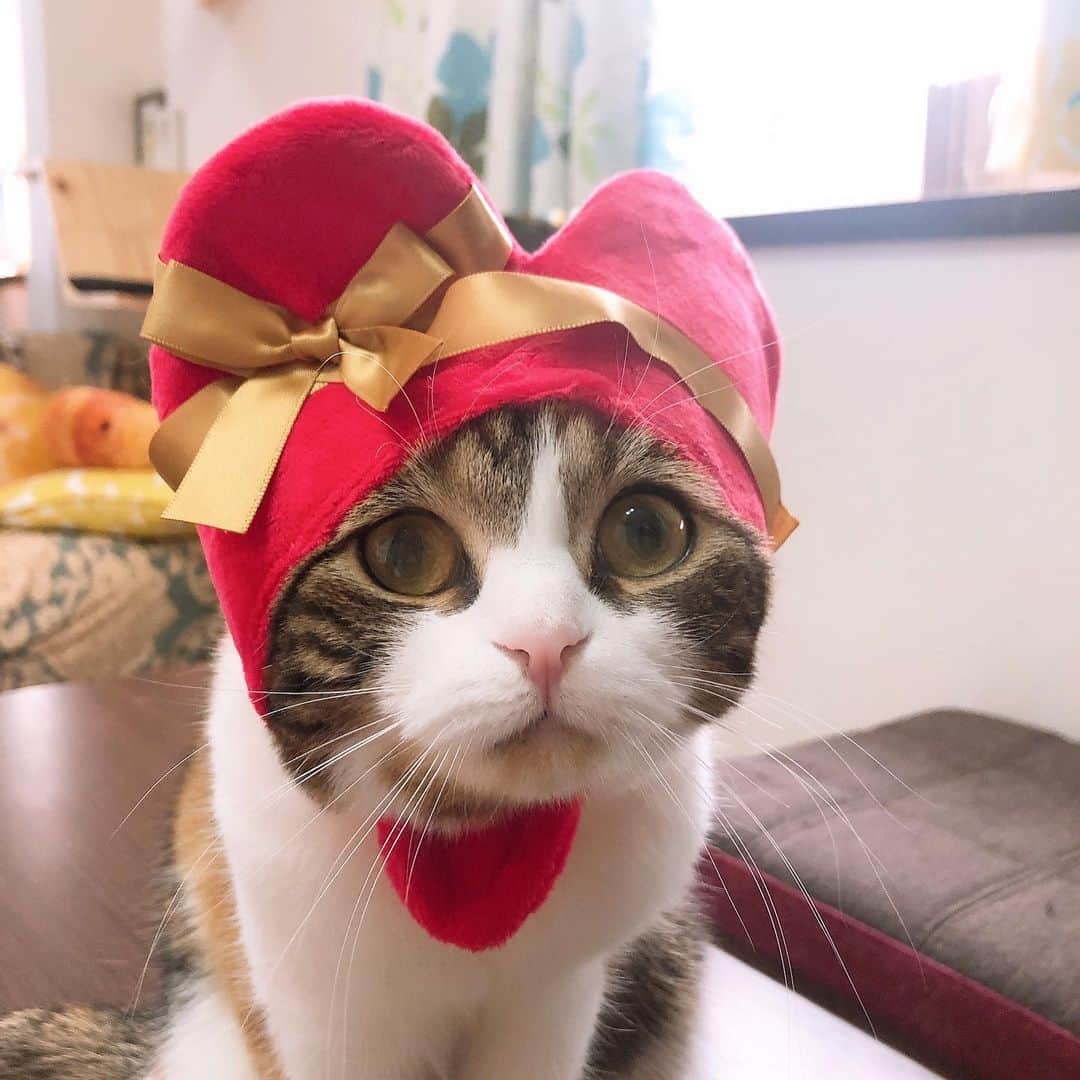 コテツのインスタグラム：「2021/2/14 happy Valentine day💖 ①くそ可愛い ②おっきさ比べ😂 ③後ろハートもかわいい❤️ ④おはつを嗅ぎたいこてっちゃんw」