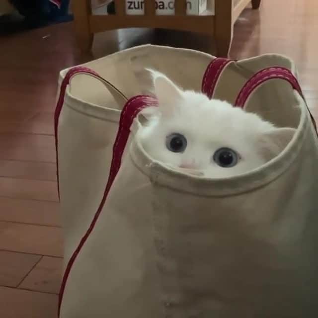 Cats of Instagramのインスタグラム：「From @khaleesithekitty116: "Why such a slow game of peek-a-boo, Khaleesi? 😹" #catsofinstagram」