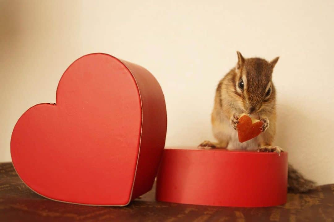 ビッケ & トッドさんのインスタグラム写真 - (ビッケ & トッドInstagram)「#Tod Happy Valentine's Day!  #valentines #バレンタイン #chipmunk #シマリス #リス」2月14日 8時18分 - bikke_the_chip