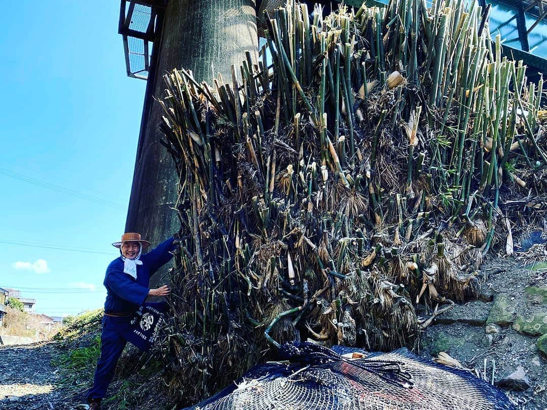 竹虎さんのインスタグラム写真 - (竹虎Instagram)「土地の守り神！？蓬莱竹（ホウライチク）の巨大伐り株！高知ではシンニョウチクと呼ばれる南方系の株立ち竹の話。今週YouTube動画にて公開予定、ああっ！待ちきれないほど早く聞かせたい！ . #竹虎 #虎斑竹専門店竹虎 #山岸竹材店 #竹虎四代目 #TAKETORA  #竹屋 #竹製品 #竹細工 #竹工芸 #竹 #bamboo #bamboocraft #虎竹 #災害 #洪水 #防災 #護岸竹 #シンニョウチク #蓬莱竹 #職人 #国産 #日本製  #日々の暮らし #暮らし #竹のある暮らし #防波堤 #堤防 #守り神 #ナチュラル #命を守る」2月14日 8時20分 - taketora1894