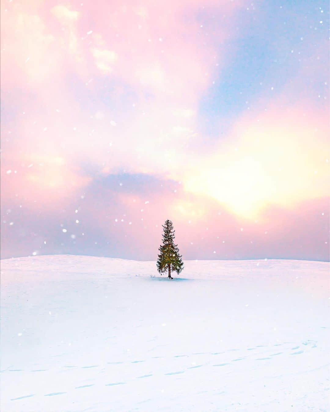 ももせゆきさんのインスタグラム写真 - (ももせゆきInstagram)「🌲♡  ❄️️  Happy Valentine♥ みなさん素敵な週末を  ・  東北のみなさん大丈夫でしょうか😔 ・  ・ ・  ・  #s_shot  #team_jp_ #IG_PHOS#japan_daytime_view #genic_mag#instagram#IGersJP #retrip_nippon #hubsplanet  #カメラ女子 #カメラ好きな人と繋がりたい #ファインダー越しの私の世界 #tokyocameraclub #awesome_earthpix  #タビジョ#art_of_japan_ #hellofrom #whim_member #japan_of_insta#写真撮ってる人と繋がりたい#beautifuldestinations #canon_photos #wonderful_places #thetunneloflove #earthfocus #lovers_nippon  #じゃびふる #クリスマスツリーの木  #jaltrico #JALトーク @japanairlines_jal」2月14日 8時32分 - momoyu1125