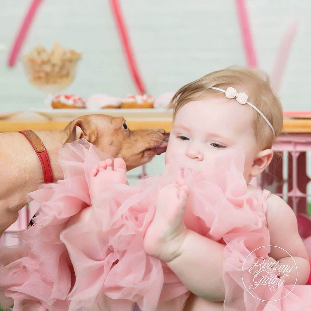 Tuna {breed:chiweenie} さんのインスタグラム写真 - (Tuna {breed:chiweenie} Instagram)「This precious memory of my babies came up in my photo library today. SWOON!!! 😍 It’s from our Valentine’s Day shoot with the wildly talented @brittanygidley and @onestylishparty in 2019. Grace was 6 months 😍 I love these sweet memories so much but the last shot is my fav! Swipe over to see it! #tunalovesgrace」2月14日 8時38分 - tunameltsmyheart