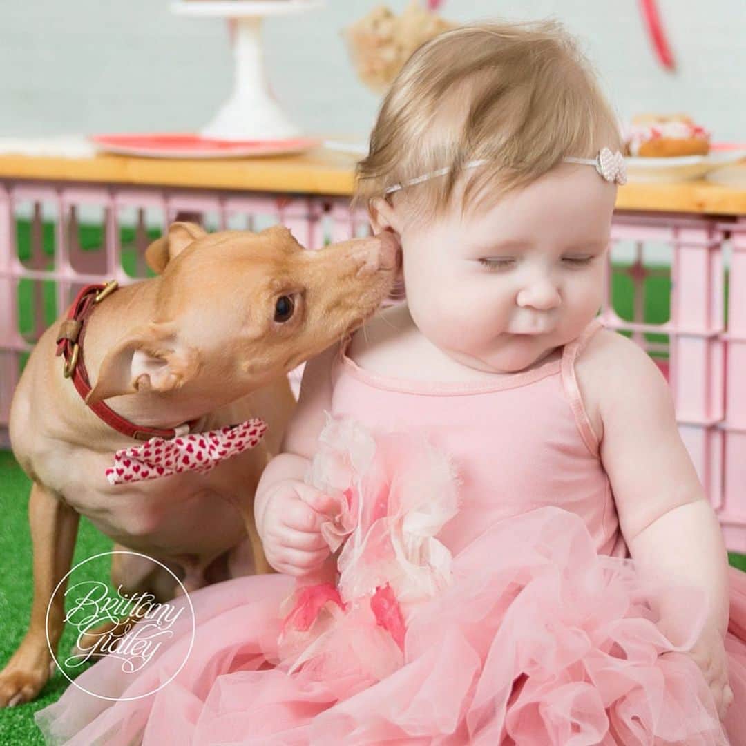 Tuna {breed:chiweenie} のインスタグラム：「This precious memory of my babies came up in my photo library today. SWOON!!! 😍 It’s from our Valentine’s Day shoot with the wildly talented @brittanygidley and @onestylishparty in 2019. Grace was 6 months 😍 I love these sweet memories so much but the last shot is my fav! Swipe over to see it! #tunalovesgrace」