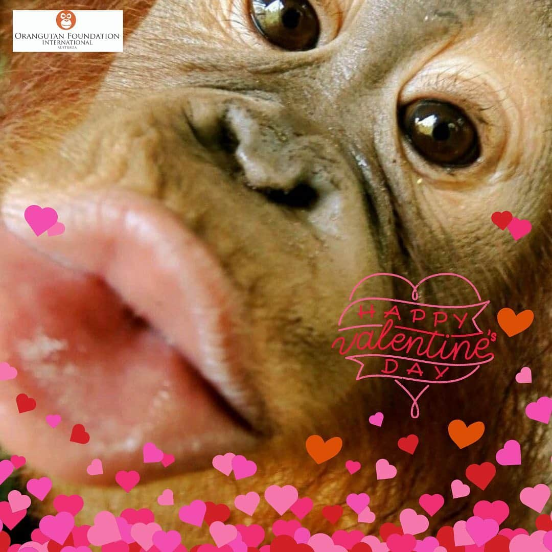 OFI Australiaさんのインスタグラム写真 - (OFI AustraliaInstagram)「Happy Valentine's Day with big orangutan hugs from all at OFI Australia 🧡🦧🧡🦧 ______________________________ 🦧 OFIA President: Kobe Steele kobe@ofiaustralia.com  OFIA Patron: Dr Birute Galdikas @drbirute @orangutanfoundationintl @orangutan.canada www.orangutanfoundation.org.au」2月14日 8時38分 - ofi_australia