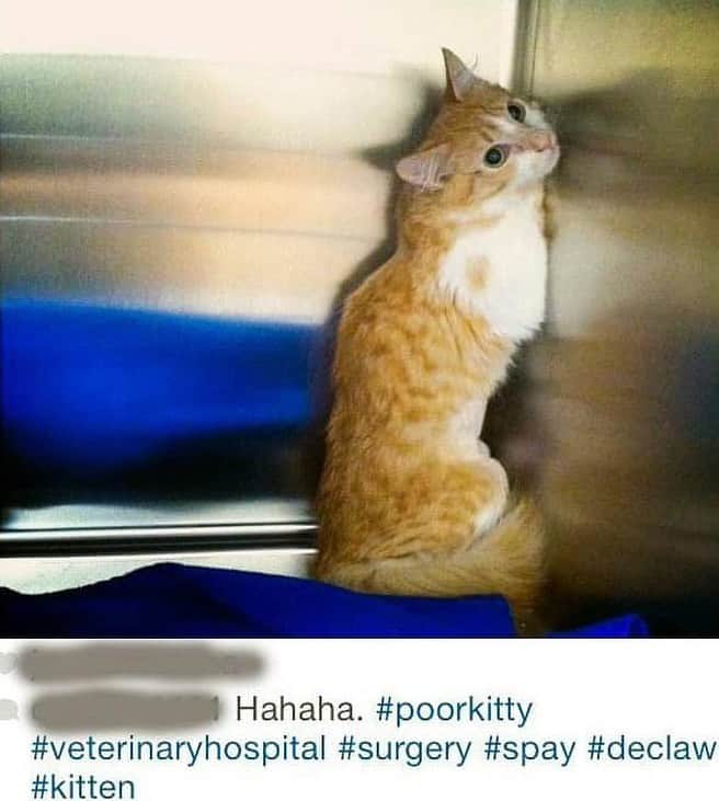 City the Kittyさんのインスタグラム写真 - (City the KittyInstagram)「This cause is draining and depressing. It's difficult to see the suffering in cats every single day from this barbaric amputation procedure. (declawing) 😿 💔  What's especially disheartening and sad are things like this...😿 @fearfreepets @fearfreehappyhomes started certifying veterinary practices as "Fear Free" a few years ago. 🐾👍🏻 Fear Free banned scruffing cats in their FEAR FREE Certified Practices, but they ALLOW declawing. #WTH😿😿😿😿😿  We are really trying to understand why Fear Free Pets and their founder, Dr. Marty Becker allows declawing in their Fear Free Certified Practices, especially when Dr Becker said in a 2016 FB post, "There's no excuse for declawing. We now know the harm it causes cats, and we now know the alternatives." 🐾  Marty also said he is completely against declawing in 2019.👍🏻 He said he was ashamed that some vet organizations were standing on the wrong side of the issue in a FB post in 2017. 👍🏻 He also wrote some good stories showing why declawing is bad for cats and talked about all the humane organizations and shelters who are vehemently against declawing and then stated this at the end of his story, "I’m with them. I hope the rest of my profession joins us soon."👍🏻  THEN WHY IN THE WORLD DID HE ALLOWING DECLAWING IN HIS FEAR FREE CERTIFIED PRACTICES??????😾😾😾😾😿😿😿 💔  . Please sign our petition to Fear Free Pets & Marty Becker that’s on our website citythekitty.org ❤️🙏🏻 Also, please send a POLITE note to Fear Free Pets/Marty Becker and ask them why they banned scruffing cats and didn't do the same for declawing.  wags@fearfreepets.com If you get an answer send it to us at citythekitty@gmail.com ❤️❤️❤️ *****CAT IN THE PHOTO WAS DECLAWED AT AN UNKNOWN VET CLINIC.   #cat #catlovers #catsofinstagram #fearfree #fearfreepractice #fearfreecertifiedprofessional #fearfreepets #fearfreevetvisit #fearfreehappyhomes #fearfreecertified #drmartybecker #martybecker #veterinarymedicine #declawing #declaw #stopdeclawing #caturday #scaredcat」2月14日 8時44分 - citythekitty