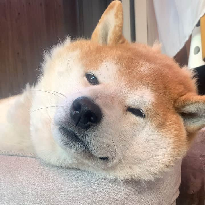 柴犬 たろのインスタグラム：「☀︎︎ おはようございます🐻 昨日の地震速報にびっくりしました😱あの揺れは半端なく怖いですね😭📺 余震にも気をつけて過ごしてください😖  タロのイビキＢＧＭ🎵でも聞いてください💕タロ地域は揺れてないですよ🦆   #shibainu #柴犬 #japanesedog」