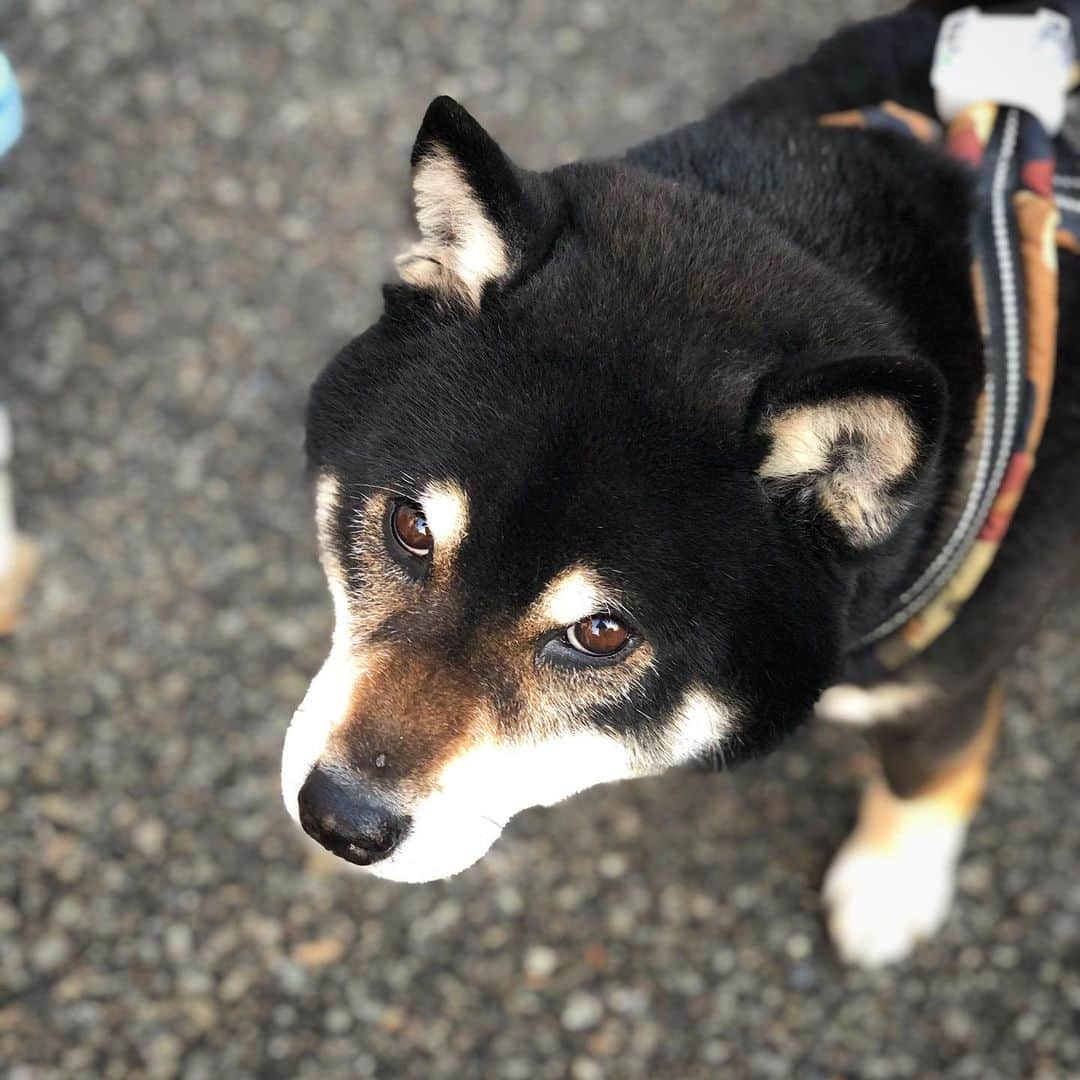 小川博永さんのインスタグラム写真 - (小川博永Instagram)「もしかして、花粉、、？  #今朝まる #ししまる #dog #dogs #柴犬 #黒柴」2月14日 8時53分 - ogawahironaga
