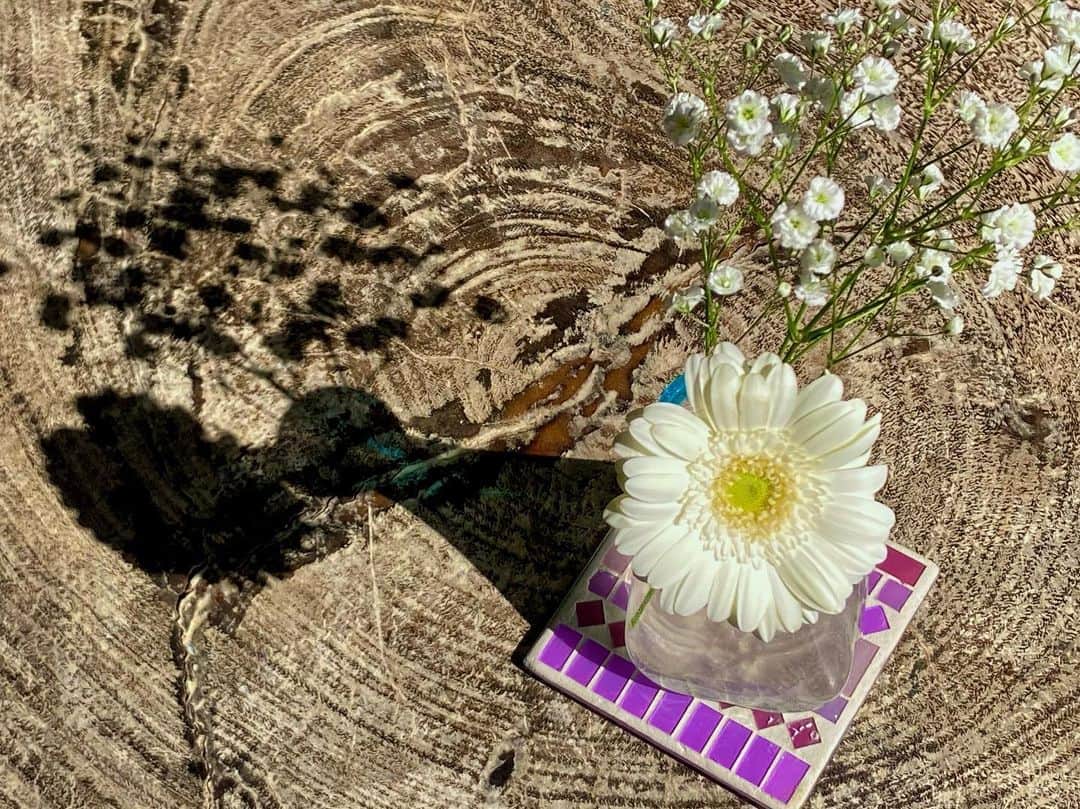 六車奈々さんのインスタグラム写真 - (六車奈々Instagram)「花と、その影が好き。  #花のある暮らし  #ガーベラ  #お家で  #お花見  #お家で過ごそう   #japan #stayhome #flowers」2月14日 9時01分 - nanarokusha