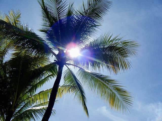 浅本美加のインスタグラム：「🌴   The sunlight pouring down from the calm   morning sky feels nice  #palmtrees#oceano#enjoy」