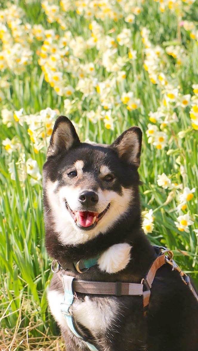 柴犬 けんしろう ゆりあのインスタグラム：「🐶♿︎  みなさんご無事でしたか？？ 今後の余震も心配ですね😢  寝不足でふらふらですが、けんちゃんがけんしろう号で暴走する動画見て、眠気ふっ飛ばして今日も一日元気に働いてきます！ どうしても眠くなったら瞼に目を描いて事務所番します😎  お留守番中にどうか大きな余震がありませんように🙏 みなさんもどうぞお気をつけて！  #犬車椅子  #犬用車椅子」