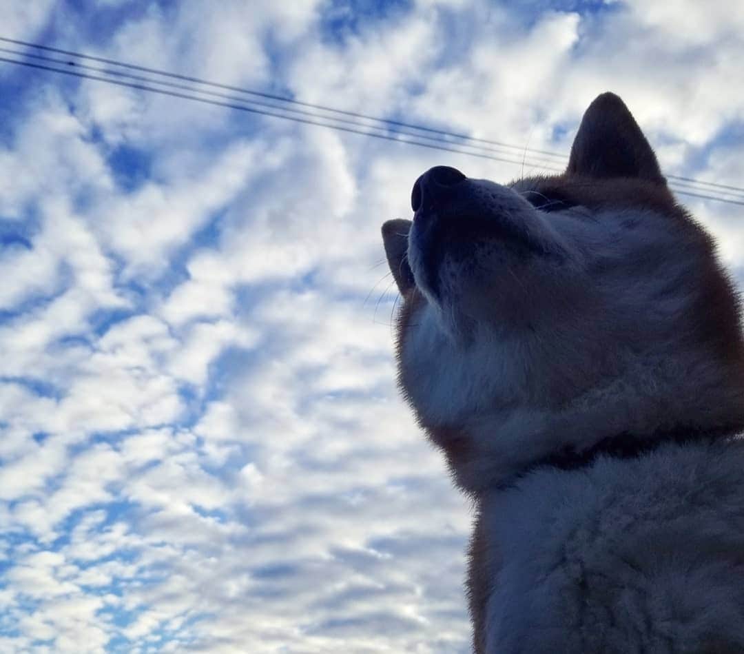 柴犬たま Shibainu Tamaのインスタグラム：「皆様、地震大丈夫でしたか？💦﻿ ﻿ 今後も余震が続く可能性がありますので﻿ 十分にお気をつけください🙇🙇🙇﻿ ﻿ ﻿ どうか正しい情報を見極めて﻿ 命を守る事を最優先に、落ち着いて行動を🙏﻿ 怪我や二次災害にもご注意ください⚠️﻿ ﻿ ﻿ #たま家族 #柴犬ミケ #ミケママ #ふわもこ #空 #雲 #たま空シリーズ #あご黒﻿ #柴犬 #shiba #shibainu #shibastagram #犬 #dog」