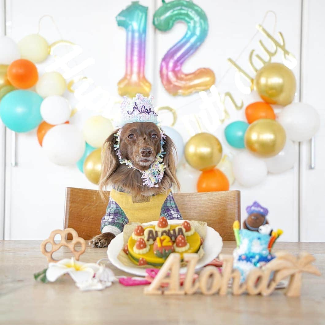 etsukoのインスタグラム：「* 2021.02.14 ☆。*··°Happy Birthday°··*。☆ * * * Alohaさん 12歳のお誕生日おめでとう そこにいてくれるだけで 私は 幸せだよ ありがとう ありがとう ありがとう  かけがえのない  Alohaの犬生に  これからも ずっとずっと  寄り添って いくからね  だから ゆっくり ゆっくり  穏やかに 一緒に 時間を積み重ねて いこうね。 大好きだよ Aloha  ありがとう Aloha * * * #AlohaのHappybirthday2021 #アロハのお誕生日2021 #sweetvalentine #ミニチュアダックスフンド #ミニチュアダックス #ダックスフンド #ダックス #チョコソリッド  #チョコソリ #犬のいる暮らし #ワンコなしでは生きて行けません会  #あろまっぷ #inuくらぶ_jpn  #inuclub_jpn  #ig_dogphoto  #instadog  #dogstagram  #dogoftheday  #whim_fluffy #wooftoday  #todayswanko  #alohahappy🐶」