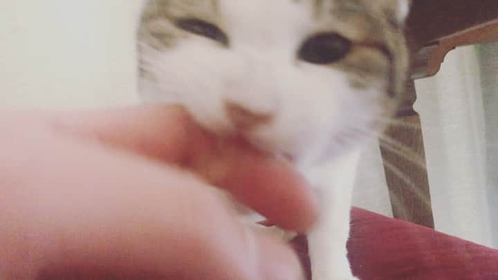 のインスタグラム：「え？え？ #にがりちゃんが心を開くまでの道 #ってか優秀なタレント猫かい」